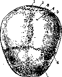 Parietal Bone: figure 1 from the 1928–1936 encyclopedia article