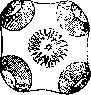 Taeniasis and Taeniarhynchosis: figure 1 from the 1928–1936 encyclopedia article