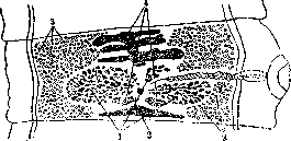 Taeniasis and Taeniarhynchosis: figure 2 from the 1928–1936 encyclopedia article