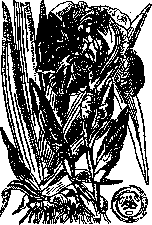 Iris Root: figure 1 from the 1928–1936 encyclopedia article