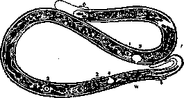 Filariae: figure 1 from the 1928–1936 encyclopedia article
