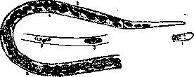 Filariae: figure 3 from the 1928–1936 encyclopedia article