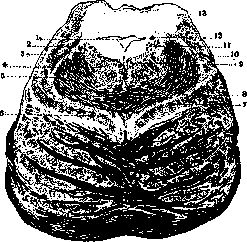 Decussation: figure 1 from the 1928–1936 encyclopedia article