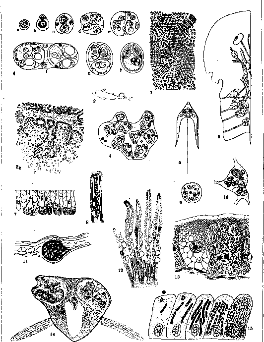 Cnidosporea: figure 1 from the 1928–1936 encyclopedia article