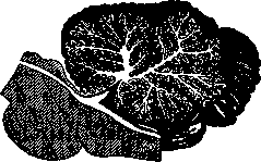 Arbor Vitae: figure 1 from the 1928–1936 encyclopedia article