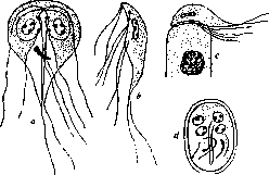 Giardia Intestinalis: figure 1 from the 1928–1936 encyclopedia article