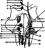 Glosso-Pharyngeal Nerve: figure 2 from the 1928–1936 encyclopedia article