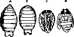 Glossy Skin: figure 1 from the 1928–1936 encyclopedia article