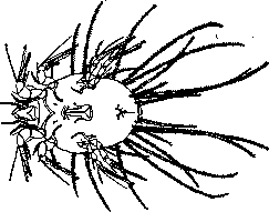 Glyciphagus: figure 1 from the 1928–1936 encyclopedia article