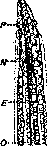 Gongylonema: figure 1 from the 1928–1936 encyclopedia article