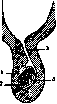 Gubernaculum Hunteri: figure 4 from the 1928–1936 encyclopedia article