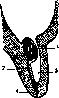 Gubernaculum Hunteri: figure 3 from the 1928–1936 encyclopedia article
