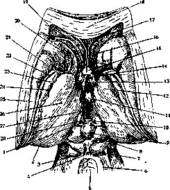 Habenula: figure 1 from the 1928–1936 encyclopedia article