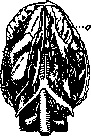 Heloderma: figure 2 from the 1928–1936 encyclopedia article