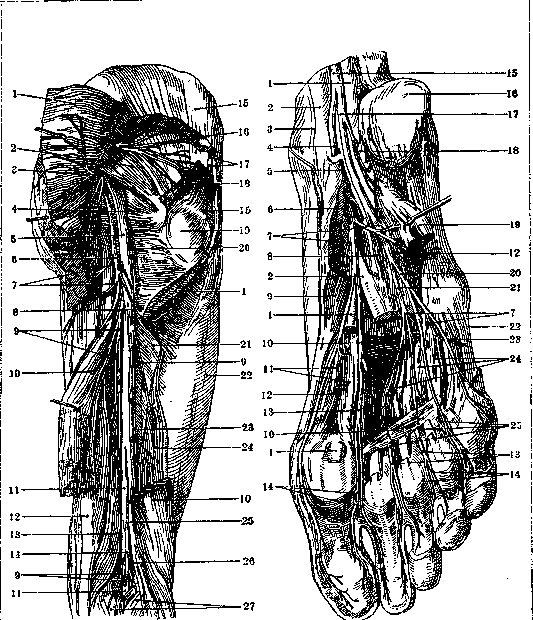 Sciatic Nerve: figure 4 from the 1928–1936 encyclopedia article