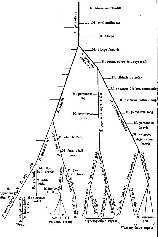 Sciatic Nerve: figure 2 from the 1928–1936 encyclopedia article