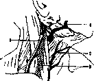 Jugular Veins: figure 2 from the 1928–1936 encyclopedia article