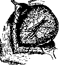 Cesarean Section: figure 2 from the 1928–1936 encyclopedia article