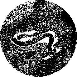 Larva Migrans: figure 1 from the 1928–1936 encyclopedia article