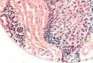 Prosencephalon: figure 1 from the 1928–1936 encyclopedia article