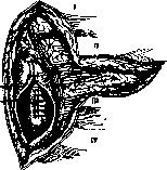 Pulmonary Artery: figure 13 from the 1928–1936 encyclopedia article