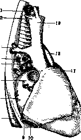 Pulmonary Artery: figure 4 from the 1928–1936 encyclopedia article