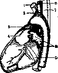 Pulmonary Artery: figure 3 from the 1928–1936 encyclopedia article