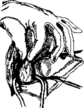 Pulmonary Artery: figure 11 from the 1928–1936 encyclopedia article