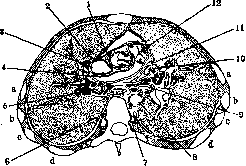 Pulmonary Artery: figure 1 from the 1928–1936 encyclopedia article