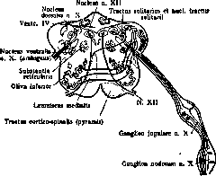 Vagus Nerve: figure 1 from the 1928–1936 encyclopedia article