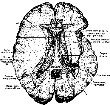 Ventriculi Cerebri: figure 1 from the 1928–1936 encyclopedia article