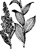 Veratrum Album L: figure 1 from the 1928–1936 encyclopedia article
