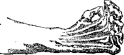 Ulnar Nerve: figure 7 from the 1928–1936 encyclopedia article