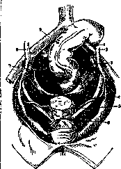 Uterine Artery: figure 2 from the 1928–1936 encyclopedia article