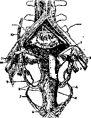 Uterine Artery: figure 4 from the 1928–1936 encyclopedia article