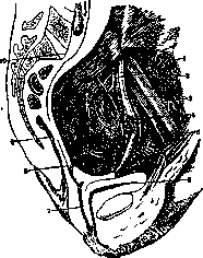 Uterine Artery: figure 3 from the 1928–1936 encyclopedia article