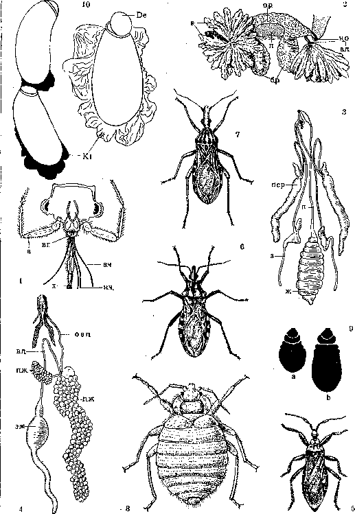 True Bugs: figure 1 from the 1928–1936 encyclopedia article