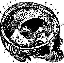 Dura Mater: figure 2 from the 1928–1936 encyclopedia article