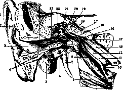 Eustachian Tube: figure 2 from the 1928–1936 encyclopedia article