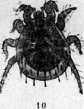 Tularemia: figure 5 from the 1928–1936 encyclopedia article