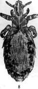 Tularemia: figure 4 from the 1928–1936 encyclopedia article