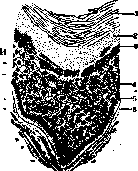 Glands: figure 3 from the 1928–1936 encyclopedia article