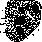 Glands: figure 5 from the 1928–1936 encyclopedia article