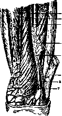 Hunter's Canal: figure 1 from the 1928–1936 encyclopedia article