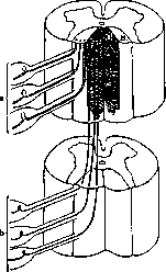 Head: figure 1 from the 1928–1936 encyclopedia article