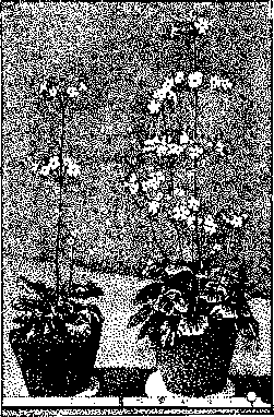 Avitaminoses: figure 1 from the 1928–1936 encyclopedia article