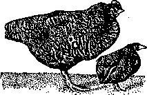 Avitaminoses: figure 4 from the 1928–1936 encyclopedia article