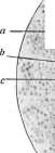 Teeth: figure 18 from the 1928–1936 encyclopedia article
