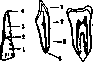 Teeth: figure 3 from the 1928–1936 encyclopedia article