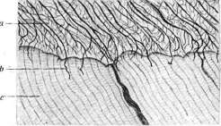 Teeth: figure 14 from the 1928–1936 encyclopedia article